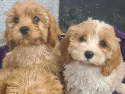 4 gorgeous Cavachons puppies in Wexford