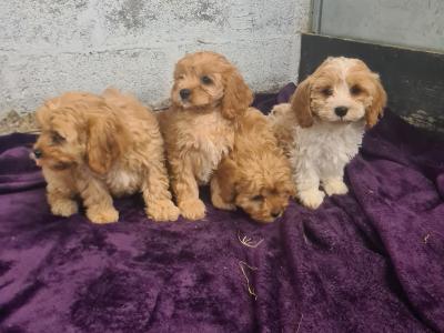 4 gorgeous Cavachons puppies in Wexford