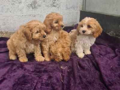 4 gorgeous Cavachons puppies in Wexford