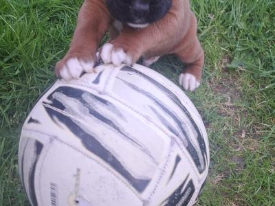 Boxer puppies for sale in Monaghan