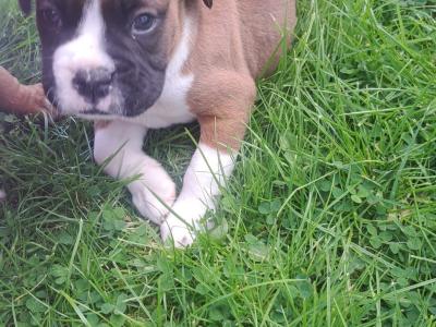Boxer puppies for sale in Monaghan