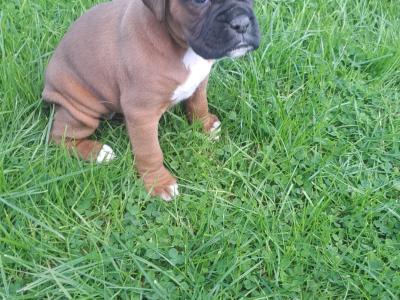 Boxer puppies for sale in Monaghan
