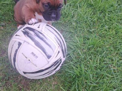 Boxer puppies for sale in Monaghan