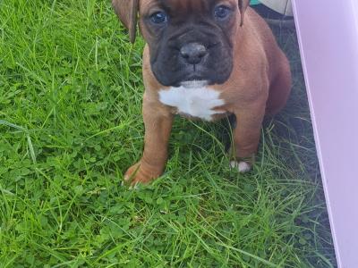 Boxer puppies for sale in Monaghan