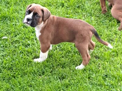 Boxer puppies for sale in Monaghan