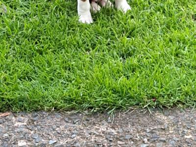 Boxer puppies for sale in Monaghan