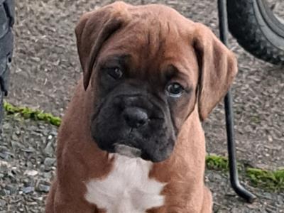 Boxer puppies for sale in Monaghan