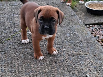 Boxer puppies for sale in Monaghan