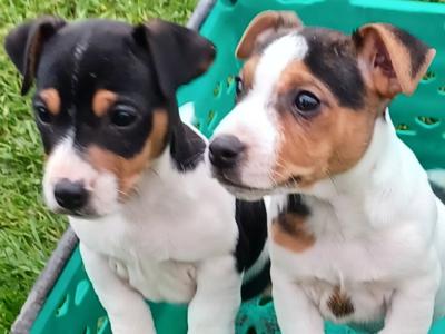 Stunning Jack Russell puppies in Leitrim