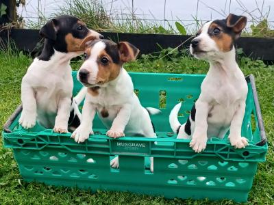 Stunning Jack Russell puppies in Leitrim