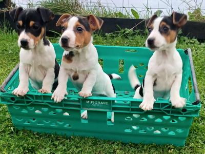 Stunning Jack Russell puppies in Leitrim