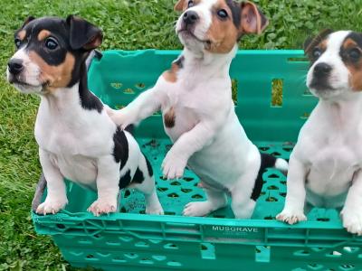 Stunning Jack Russell puppies in Leitrim