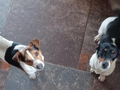 Stunning Jack Russell puppies in Leitrim