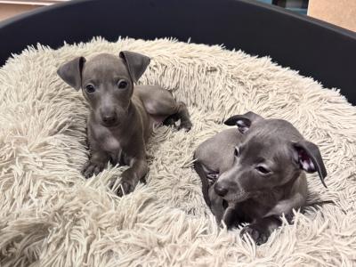 Italian Greyhound puppies for sale