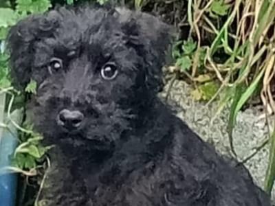 Male Schnoodle puppy in Kilkenny