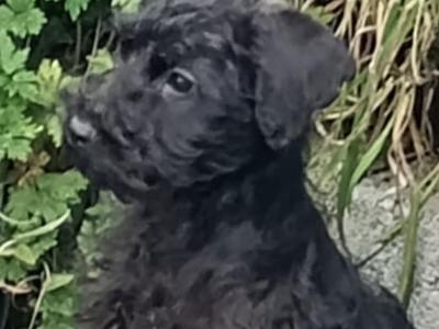 Male Schnoodle puppy in Kilkenny