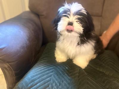Beautiful Black and White male Shih Tzu puppy in Kerry