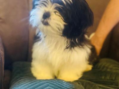 Beautiful Black and White male Shih Tzu puppy in Kerry