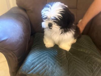 Beautiful Black and White male Shih Tzu puppy in Kerry