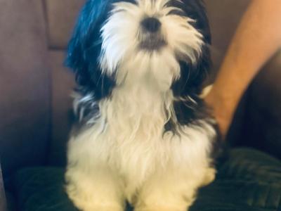 Beautiful Black and White male Shih Tzu puppy in Kerry