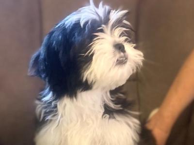 Beautiful Black and White male Shih Tzu puppy in Kerry