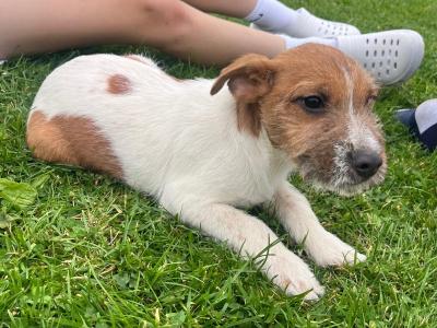 Jack Russell puppies in Offaly