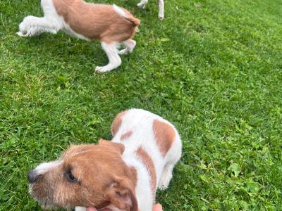 Jack Russell puppies in Offaly