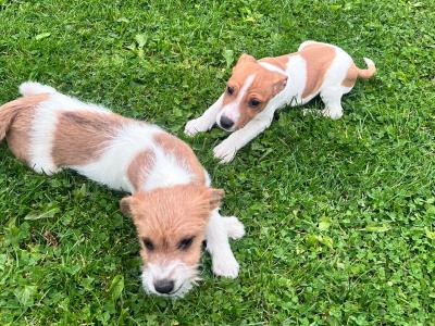 Jack Russell puppies in Offaly