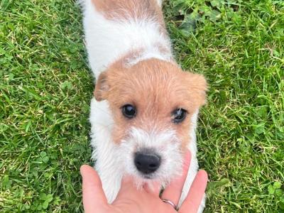 Jack Russell puppies in Offaly