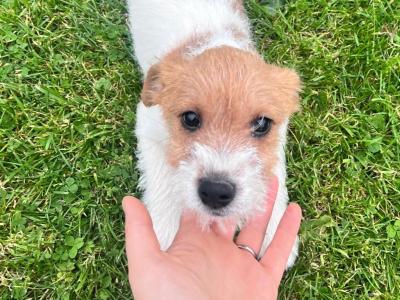 Jack Russell puppies in Offaly (3 left)