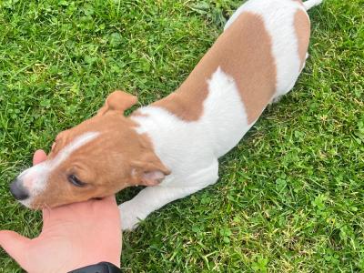 Jack Russell puppies in Offaly