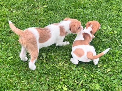 Jack Russell puppies in Offaly