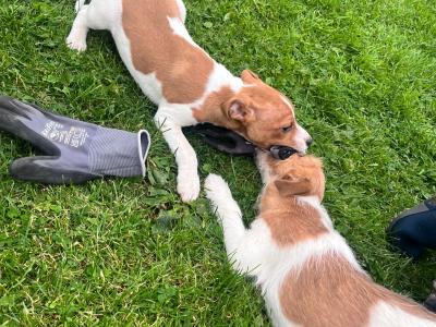 Jack Russell puppies in Offaly