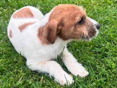 Jack Russell puppies in Offaly