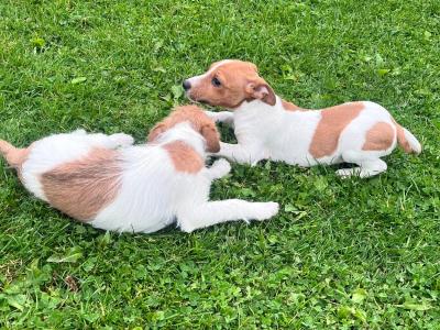 Jack Russell puppies in Offaly