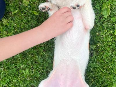 Jack Russell puppies in Offaly