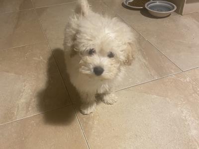 Cavapoo puppies for sale in Sligo 087 2061873