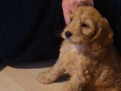 Pippa the Cockapoo puppy 4 months old in Dublin