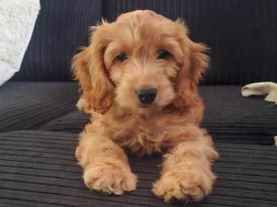 Pippa the Cockapoo puppy 4 months old in Dublin