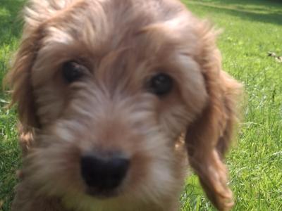 Pippa the Cockapoo puppy 4 months old in Dublin