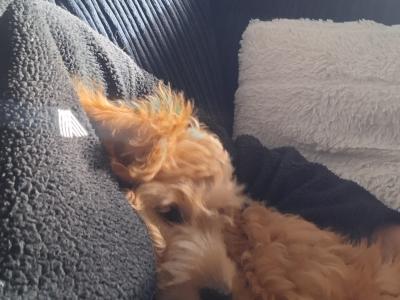 Pippa the Cockapoo puppy 4 months old in Dublin