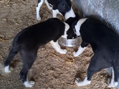 Pups for sale