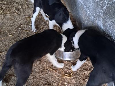 Border Collie puppies for sale in Tipperary