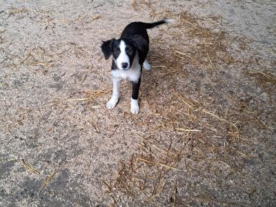 Pups for sale