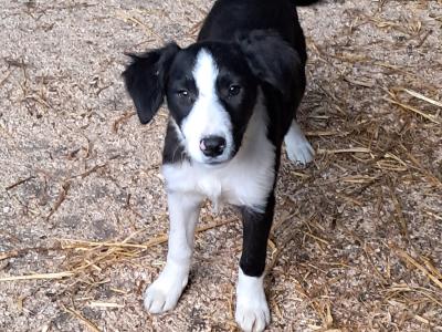 Border Collie puppies for sale in Tipperary
