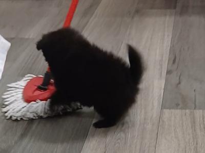 Small Male Pomeranian puppy