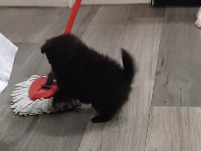 Small Male Pomeranian puppy