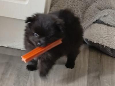 Small Male Pomeranian puppy