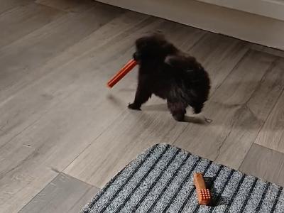 Small Male Pomeranian puppy