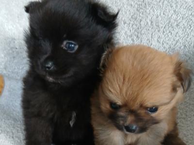 Small Male Pomeranian puppy
